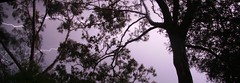 Lightning in the gum trees