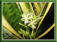 Our Sansevieria trifasciata 'Golden Hahnii' in full bloom at dusk, shot Sept 28, 2008 with flash on