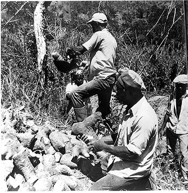 Selecting the best yams for market, Lorrimers, Trelawny, Jamaica [circa 1984]