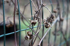 morning glory seed pods