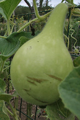 another gourd
