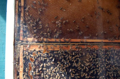 bees being bees