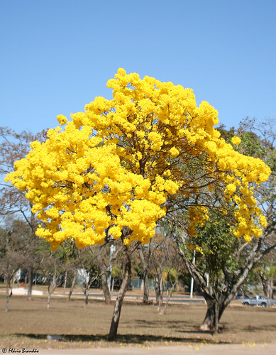 Festa da Floração do Ipê em São Luís - Kamaleao.com