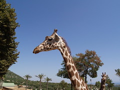 Fasano zoo: giraffa • <a style="font-size:0.8em;" href="https://www.flickr.com/photos/21727040@N00/2779754420/" target="_blank">View on Flickr</a>