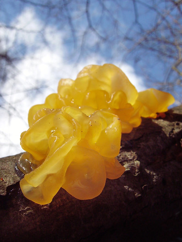 Tremella mesenterica - Yellow Brain fungus