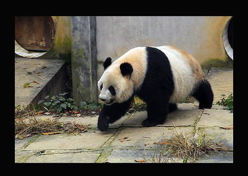 Ying Ying at Bifengxia February 09 /Photo courtesty Pandas International