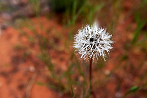 Flower on Kayenta Trail @ Zion National Park