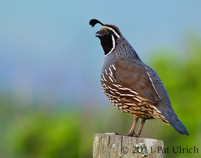 Evening quail, Point Reyes National Seashore | Pat Ulrich Wildlife ...