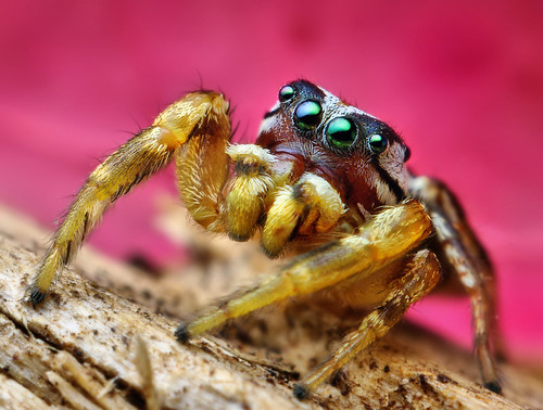 Adult Male Jumping spider (Pelegrina pervaga)