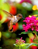 Boquete Garden Inn Hummingbird
