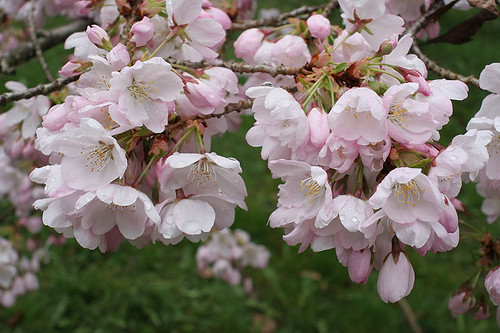 Cherry Blossoms at UW Arboretum