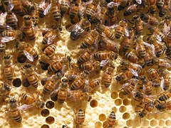 Honeybees with a nice juicy drone
