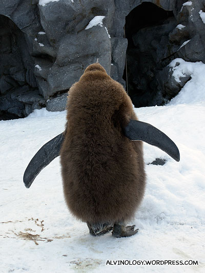 Baby King Penguin