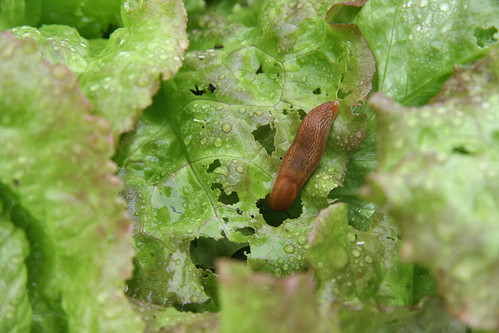 slug on lettuce