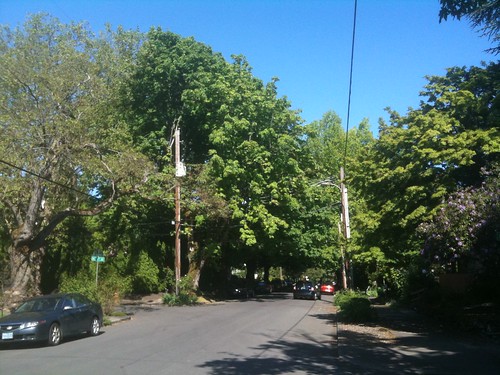 Primary Power line through large canopy trees