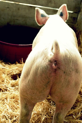 pig butt