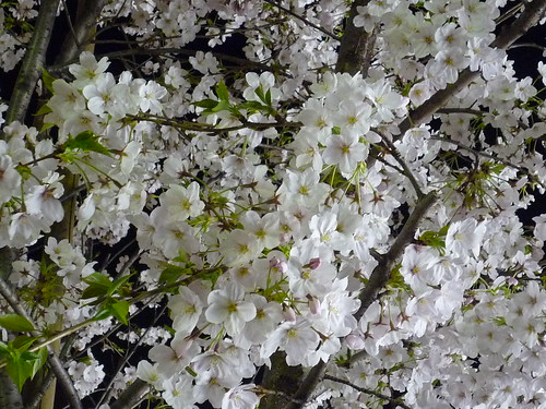 広尾の夜桜