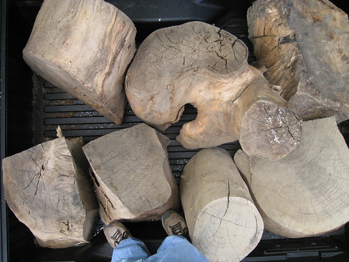 Huge Eucalyptus logs in my truck bed