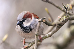 Sparrow on the branch