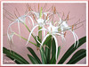 Hymenocallis caribaea (Caribbean Spiderlily, Spider Lily, White Lily)