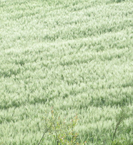 primavera 48