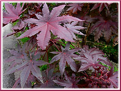 Ricinus communis (Castor Bean, Castor Oil Plant) with beautiful maroon or reddish-purple leaves