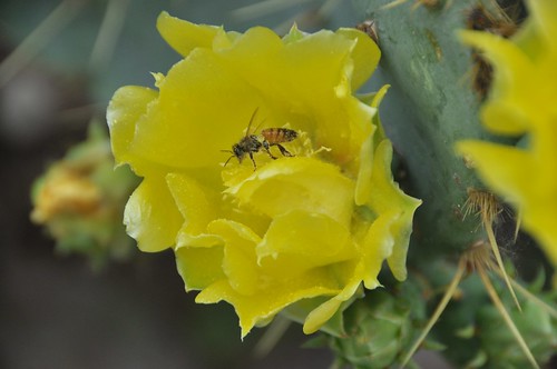 Cactus Flower and Bee