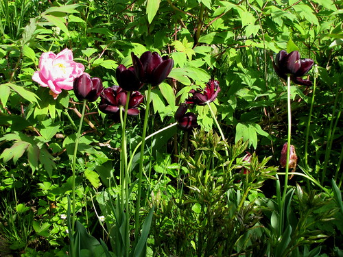 primavera 2010, 3.04.010, 7