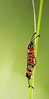 Burnet Moth - Zygaena fausta [PK73203]