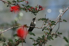 Black-chinned Hummingbird • <a style="font-size:0.8em;" href="https://www.flickr.com/photos/34058517@N02/3302829112/" target="_blank">View on Flickr</a>