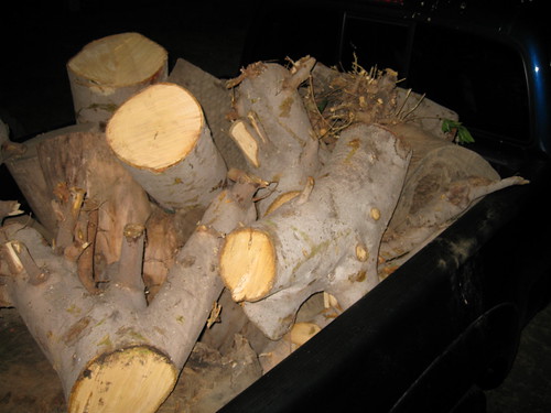 Ficus microcarpa logs in truck bed