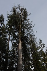 Big Trees, Quinalt