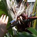 White bird of paradise<br /><span style="font-size:0.8em;">it probably should NOT fly  up your nose</span>