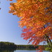 New England Foliage in Fall