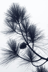 Canarian pine in fog (B&W)