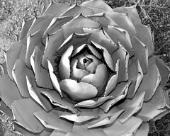 Agave • <a style="font-size:0.8em;" href="https://www.flickr.com/photos/34058517@N02/3301600683/" target="_blank">View on Flickr</a>