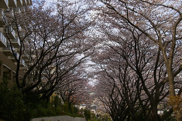 本当に素敵な桜トンネルですね、何度も往復...
