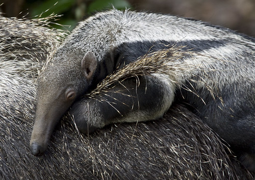 Giant anteater pup is named Cyrano