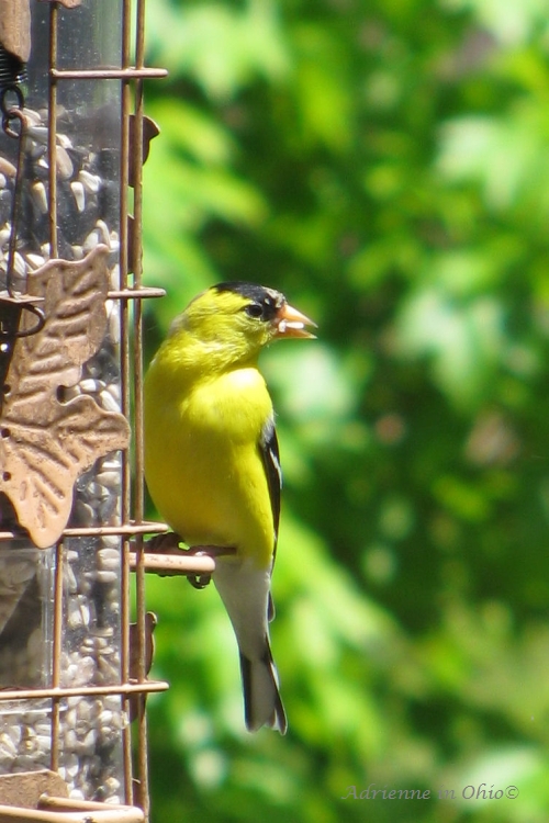 goldfinch photo by Adrienne Zwart