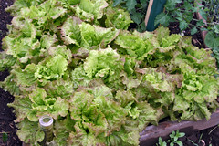 prizehead lettuce