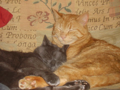Grey cat on the left - Darwin; Ginger one on the right - Einstein (flickr)