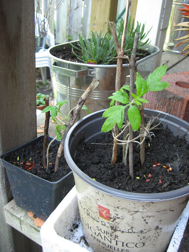 My tomatoes were big, but leggy, so they are stilted.  Note, again, the cat fur tuft tucked into the pot.