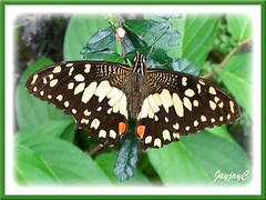 Papilio demoleus malayanus (Lime/Lemon Butterfly, Chequered Swallowtail), at our backyard May 18 2009