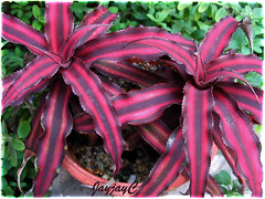 Cryptanthus bivittatus 'Ruby', fabulous with green in our garden, February 2009