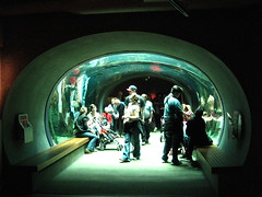 Aquarium under the rain forest