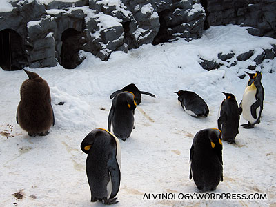 open-air penguin enclosure