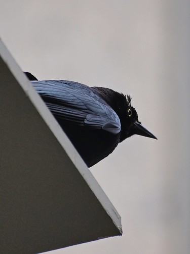 Swoops the Blackbird Targets a Pedestrian