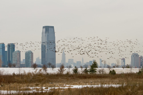 Ominous large flock of geese near Liberty State Park