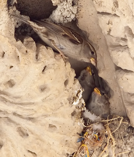 Sparrow Nest 2