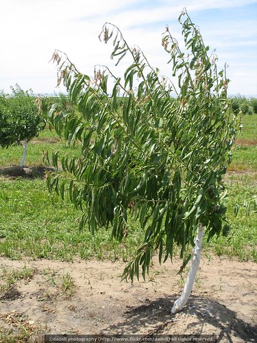 Overall symptoms of 2,4-D on Almond
